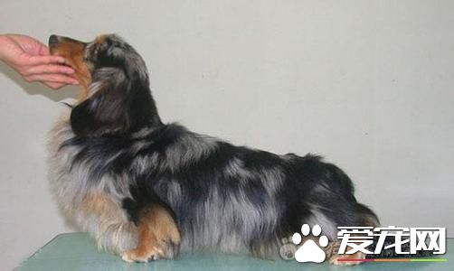 长毛腊肠犬多少钱一只 价格不低于3000元