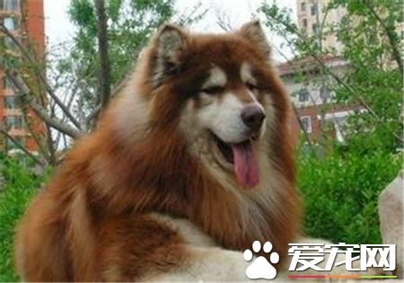 成年苏格兰牧羊犬价格 赛级价格都在八千以上