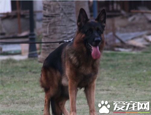 德国牧羊犬的训练方法 最佳的训练时间是2到3月龄