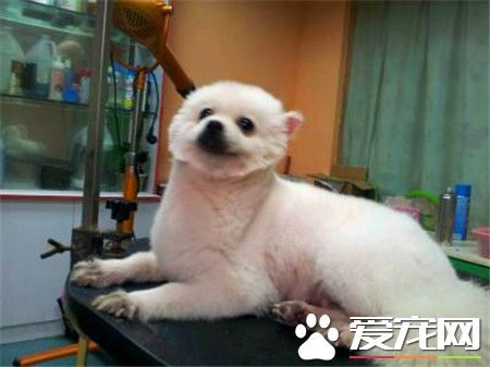 成年博美犬价格 不同地区价格也是不相同的