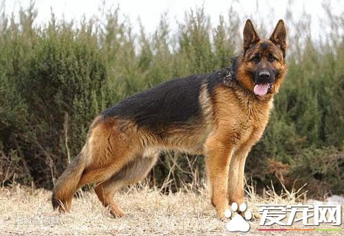 德国牧羊犬狗粮 德国牧羊犬狗粮怎么选