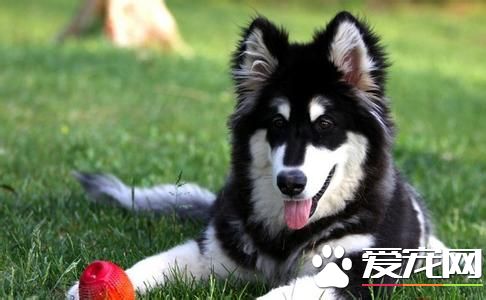 成年阿拉斯加雪橇犬价格 血统一般都在6000到8000