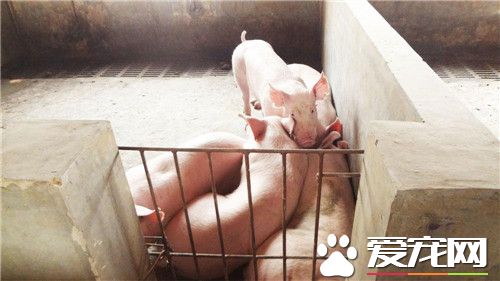 大约克夏猪价格 不同地区价格也是不相同的