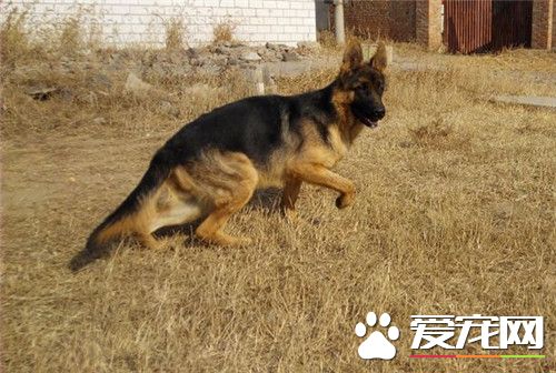 德国牧羊犬纯种价格 价格从1200到10000元不等