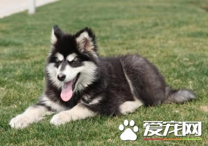 成年阿拉斯加雪橇犬价格 血统一般都在6000到8000