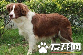 成年澳洲牧羊犬喂多少 不要给澳洲牧羊犬喝牛奶