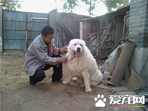 大白熊犬会护主吗 训练大白熊犬护主的方法
