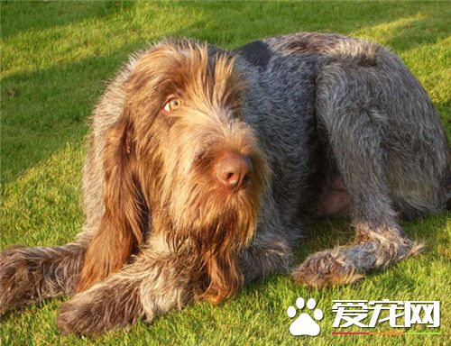 德国刚毛指示犬多少钱 参考价格2000到10000元