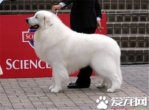 大白熊犬贵吗 价格受到多方面的因素影响