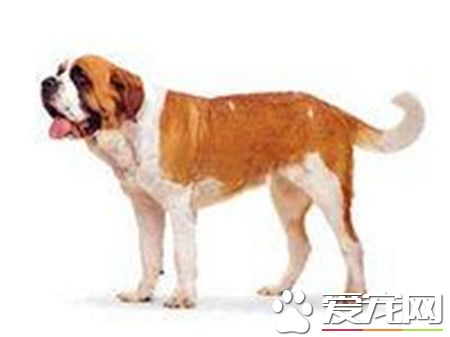 成年圣伯纳犬价格 价格在1200到7500不等