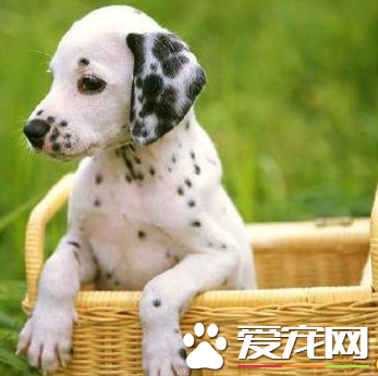 大麦町犬看家吗 大麦町看家是需要训练的