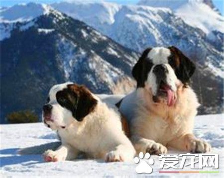 成年圣伯纳犬价格 价格在1200到7500不等
