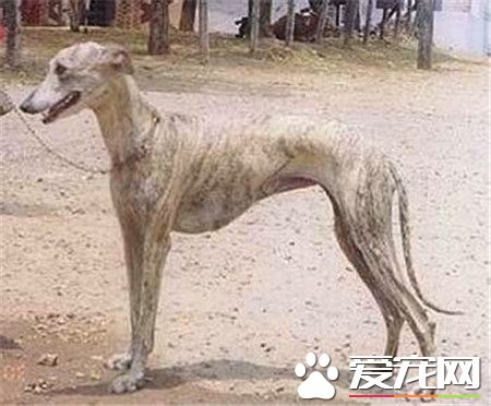 纯种灵缇犬多少钱一只 纯种的灵缇至少要2万