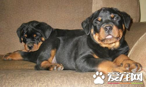 纯种迷你雪纳瑞价格 价格800到3000元不等