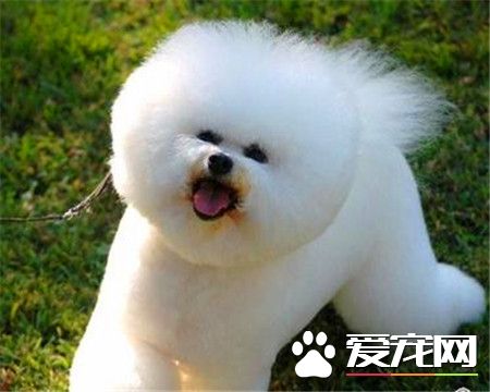 纯种卷毛比熊犬多少钱 纯种赛级要10000以上