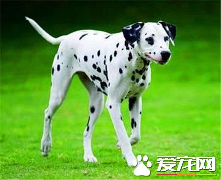 纯种大麦町犬价格 价格应该在2000到4000左右