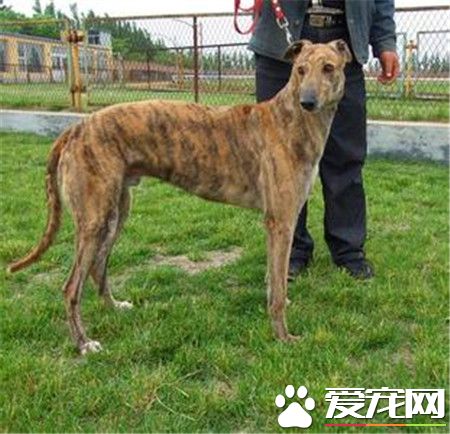 纯种灵缇犬贵不贵 纯种灵缇犬什么价格