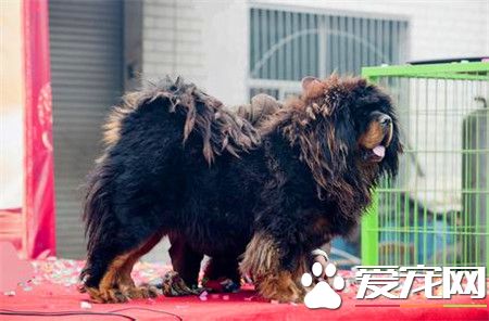 纯种藏獒价格 纯种藏獒500万以上甚至800万