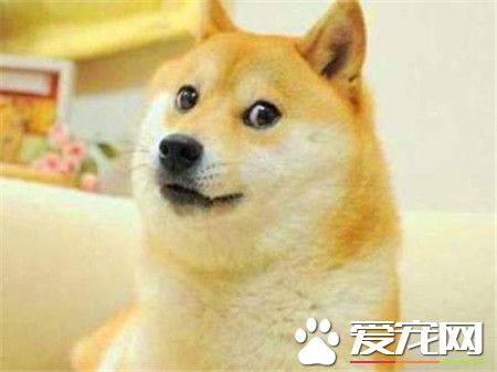 纯种柴犬多少钱 白色柴犬价格在3000到3500