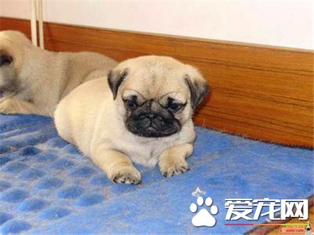 纯种巴哥犬多少钱一只 国内行情1500起步价