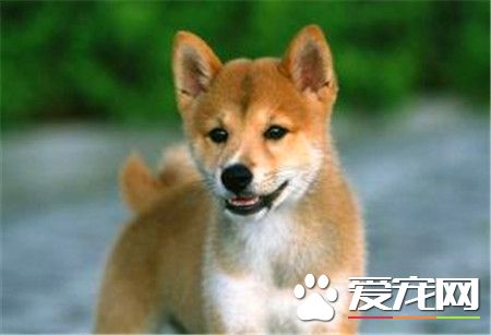 纯种日本柴犬的价格 价格在1300到8888元之间