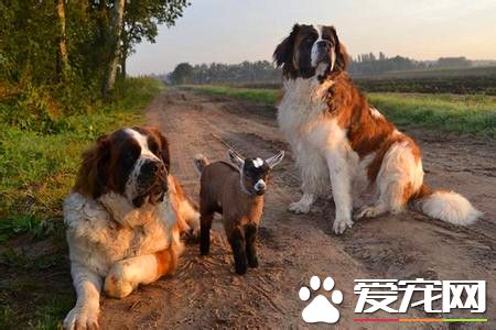 纯种母圣伯纳犬价格 参考价格在3000到5000元