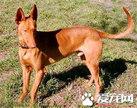 纯种法老王猎犬价格 普通的都在5000元以上