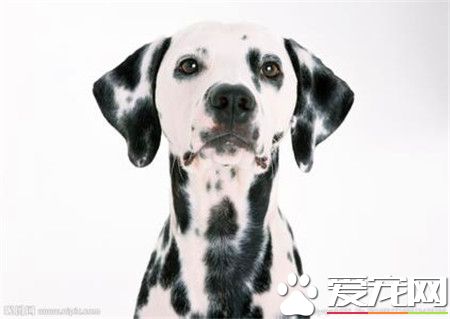 纯种大麦町犬价格 价格应该在2000到4000左右