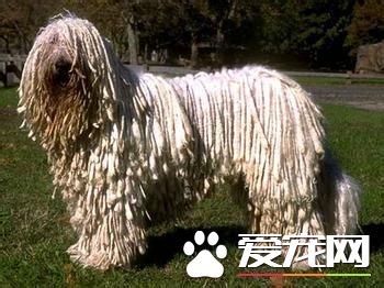 纯种可蒙犬价格 专业犬舍的幼犬是8000到10000