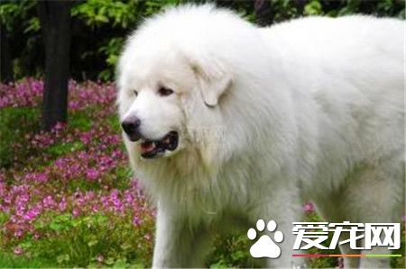 纯种大白熊犬的价格 宠物级就1000到3000