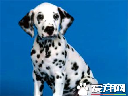 纯种大麦町犬价格 价格应该在2000到4000左右