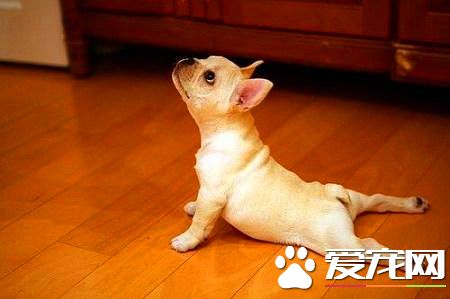 纯种法国斗牛犬多少钱 不同水准价格也不同