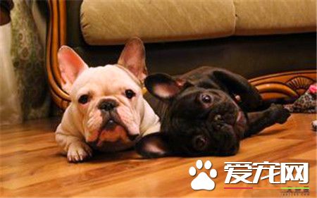 纯种法国斗牛犬多少钱 不同水准价格也不同