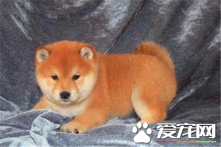 纯种柴犬多少钱 白色柴犬价格在3000到3500