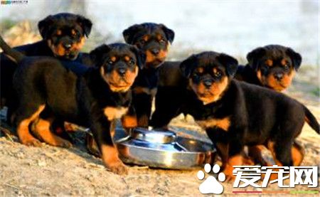 纯血统罗威纳犬价格 贫民罗的在一千左右