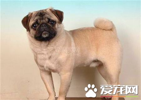 纯种巴哥犬多少钱一只 国内行情1500起步价