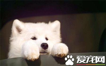 纯种萨摩耶犬价钱 最低应该在2500到3000左右