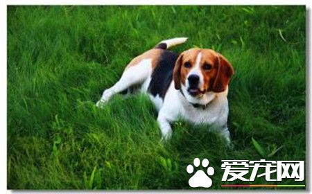 纯种比格犬多少钱一只 一般1500到2000元一只
