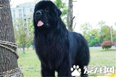 纯种纽芬兰犬价格 价格通常不低于千元