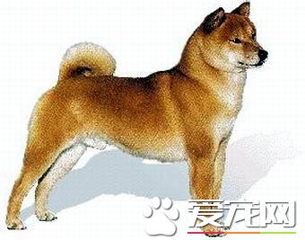 纯种日本柴犬的价格 价格在1300到8888元之间