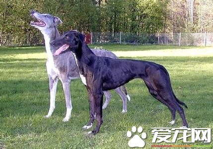 纯种灵缇犬多少钱一只 纯种的灵缇至少要2万