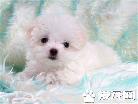 纯种卷毛比熊犬多少钱 纯种赛级要10000以上