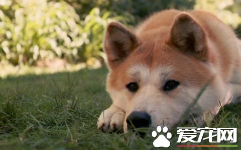 纯种秋田犬价格 日系秋田犬在1000至10000元