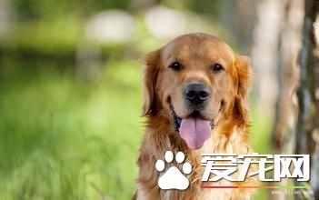 纯种金毛寻回犬价格 普通宠物级三五千至一万多