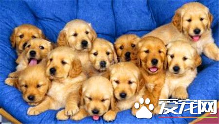 纯种金毛寻回犬价格 普通宠物级三五千至一万多