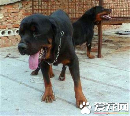 纯血统罗威纳犬价格 贫民罗的在一千左右