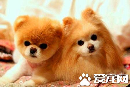 纯种白色博美犬价格 标准博美价格2000元左右