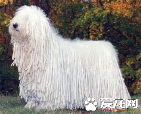 纯种可蒙犬价格 专业犬舍的幼犬是8000到10000