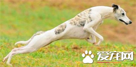 纯种惠比特犬价格 惠比特犬价格一万元左右