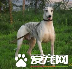 纯种惠比特犬价格 惠比特犬价格一万元左右